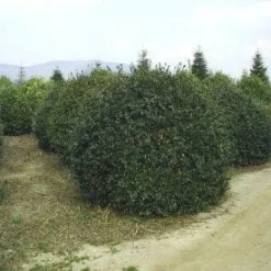 Camelia (Camellia Sasanqua) -Aanbiedingen Tuin Verrassing Winkel 057camelliasasanquabol 45 9