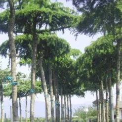 Ceder Als Dakboom (Cedrus Deodara 'Pendula') -Aanbiedingen Tuin Verrassing Winkel 077cedrusdeodarapenduladakvorm 3