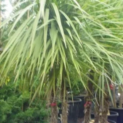 Cordyline (Cordyline Australis) -Aanbiedingen Tuin Verrassing Winkel 095cordylineaustralis 8