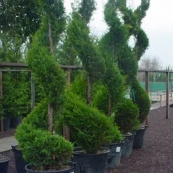 Leylandcipres Als Spiraal (Cupressocyparis Leylandii 'Castlewellan Gold' ) -Aanbiedingen Tuin Verrassing Winkel 102cupr.leyl .castlew.goldspiraal 9