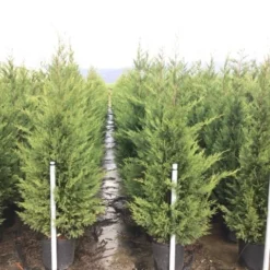 Haagconifeer (Cupressocyparis Leylandii 'Vito') -Aanbiedingen Tuin Verrassing Winkel 15