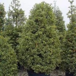Hulst (Ilex Aquifolium 'Silver Queen') -Aanbiedingen Tuin Verrassing Winkel 162ilexaquif.silverqueen 5