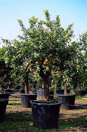 Citroen (Citrus Lemonium) 2 Citroen (Citrus Lemonium) - Afbeelding 2