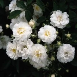 Miniklimroos (Rosa 'Guirlande D'Amour') -Aanbiedingen Tuin Verrassing Winkel 20060518173342 1