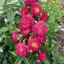 Miniklimroos (Rosa 'Perennial Blue') -Aanbiedingen Tuin Verrassing Winkel 20060522131138 1