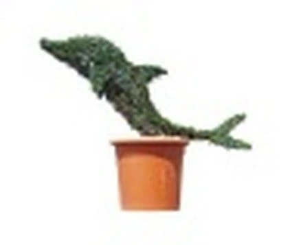 Baby Dolphin (Ligustrum Delavayanum) 1 Baby Dolphin (Ligustrum Delavayanum)