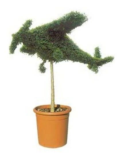 Aircraft (Ligustrum Delavayanum) 1 Aircraft (Ligustrum Delavayanum)