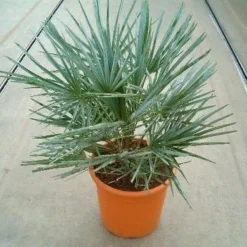 Dwergpalm (Chamaerops Humilis 'Cerifera') -Aanbiedingen Tuin Verrassing Winkel 20060622161932 2