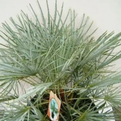 Dwergpalm (Chamaerops Humilis 'Cerifera') -Aanbiedingen Tuin Verrassing Winkel 20060719133839 2