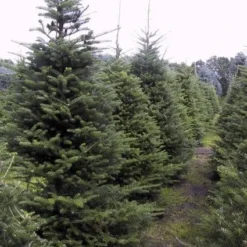 Koreaanse Zilverspar (Abies Koreana) 26 Koreaanse Zilverspar (Abies Koreana) -Aanbiedingen Tuin Verrassing Winkel 20070701225427 6 1