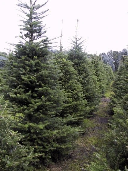 Koreaanse Zilverspar (Abies Koreana) 11 Koreaanse Zilverspar (Abies Koreana) - Afbeelding 11
