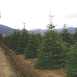 Nordmann-spar (Abies Nordmanniana) -Aanbiedingen Tuin Verrassing Winkel 20070701225556 21