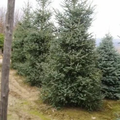 Spaanse Den (Abies Pinsapo 'Glauca') -Aanbiedingen Tuin Verrassing Winkel 20070701230024 6 1