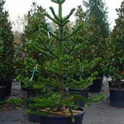 Apeboom (Araucaria Araucana) -Aanbiedingen Tuin Verrassing Winkel 20070704140843 17 1