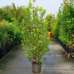 Aardbeiboom Als Struik (Arbutus Unedo) -Aanbiedingen Tuin Verrassing Winkel 20070704144114 7