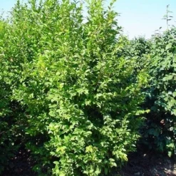 Camelia (Camellia Sasanqua) -Aanbiedingen Tuin Verrassing Winkel 20070711001711 18 9 9