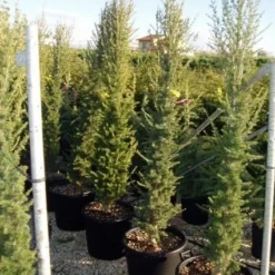 Zuilvormige Ceder (Cedrus Libani 'Fastigiata') -Aanbiedingen Tuin Verrassing Winkel 20070814180447 11 1