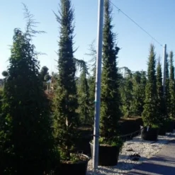 Zuilvormige Ceder (Cedrus Libani 'Fastigiata') -Aanbiedingen Tuin Verrassing Winkel 20070814180521 11 1
