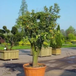 Kumquat (Citrus Kumquat) -Aanbiedingen Tuin Verrassing Winkel 20070814193018 7