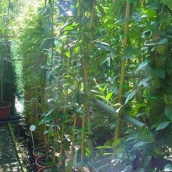 Bosrank, Groenblijvend (Clematis Armandii) -Aanbiedingen Tuin Verrassing Winkel 20070814193958 5 1