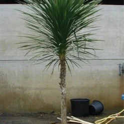 Cordyline (Cordyline Australis) -Aanbiedingen Tuin Verrassing Winkel 20070816135339 8 1