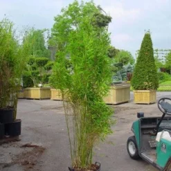 Niet Woekerende Bamboe (Fargesia 'Great Wall') -Aanbiedingen Tuin Verrassing Winkel 20070905151255 7