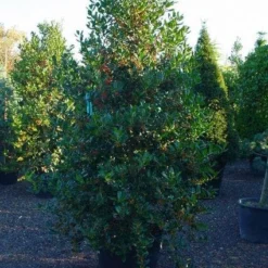 Hulst (Ilex Aquifolium J.C. Van Tol) -Aanbiedingen Tuin Verrassing Winkel 20070923222216 11