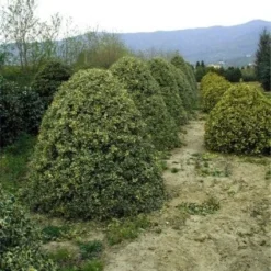 Hulst (Ilex Aquifolium 'Argentea Marginata') -Aanbiedingen Tuin Verrassing Winkel 20070923222917 9