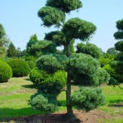 Blauwe Japanse Den (Pinus Parviflora 'Glauca') -Aanbiedingen Tuin Verrassing Winkel 20071031121537 13 1