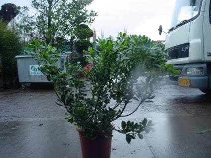 Australische Laurier (Pittosporum Tobira 'Variegatum') 2 Australische Laurier (Pittosporum Tobira 'Variegatum') - Afbeelding 2