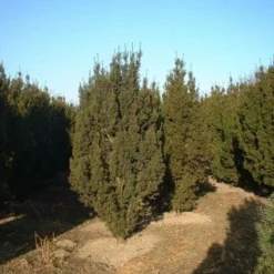 Taxus (Taxus Media 'Hicksii') -Aanbiedingen Tuin Verrassing Winkel 20071130100003 12