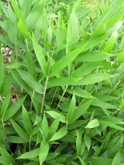 Bamboe (Pleioblastus Pygmaeus) 1 Bamboe (Pleioblastus Pygmaeus)