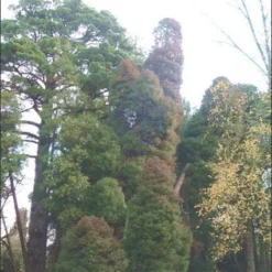 Sikkelden (Cryptomeria Japonica 'Elegans') -Aanbiedingen Tuin Verrassing Winkel 20080611115709 6