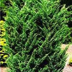 Jeneverbes (Juniperus Chinensis 'Blaauw')