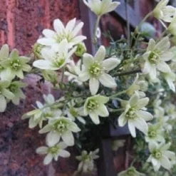 Groenblijvende Clematis (Clematis 'Early Sensation') -Aanbiedingen Tuin Verrassing Winkel 20080717114421 1