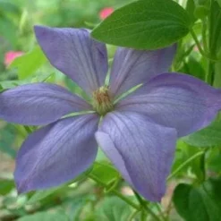 Bosrank (Clematis 'Mrs Cholmondeley') -Aanbiedingen Tuin Verrassing Winkel 20080717140453 1