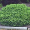 Spar (Picea Abies 'Nidiformis')