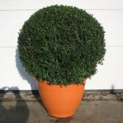 Buxusbol (Buxus Sempervirens, Bolvorm) -Aanbiedingen Tuin Verrassing Winkel 20081031111337 20