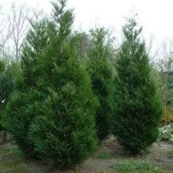 Levensboom (Thuja Plicata 'Atrovirens') -Aanbiedingen Tuin Verrassing Winkel 20081113143929 16