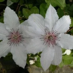 Bosrank (Clematis 'Snow Queen') -Aanbiedingen Tuin Verrassing Winkel 20081120141931 1 1