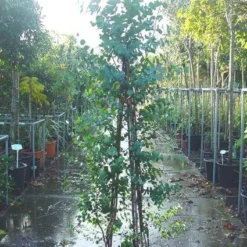 Winterharde Gomboom (Eucalyptus Gunnii) 9 Winterharde Gomboom (Eucalyptus Gunnii) -Aanbiedingen Tuin Verrassing Winkel 20090522152550 5