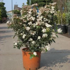 Groenblijvende Sneeuwbal (Viburnum Tinus 'Eve Price') -Aanbiedingen Tuin Verrassing Winkel 20091125113028 50 10