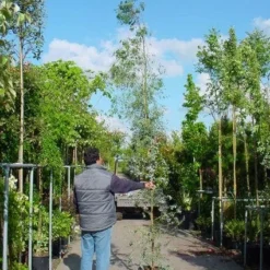 Winterharde Gomboom (Eucalyptus Gunnii) -Aanbiedingen Tuin Verrassing Winkel 20100217171043 5 1