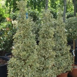 Kardinaalshoed Als Pyramide (Euonymus Japonicus 'Bravo') -Aanbiedingen Tuin Verrassing Winkel 20100712164204 3
