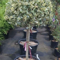 Hulst Op Stam (Ilex 'Argentea Marginata') -Aanbiedingen Tuin Verrassing Winkel 20100712171848 1