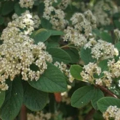 Dwergmispel (Cotoneaster Lacteus)