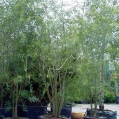 Mimosa (Acacia Dealbata) -Aanbiedingen Tuin Verrassing Winkel 20100906111139 7