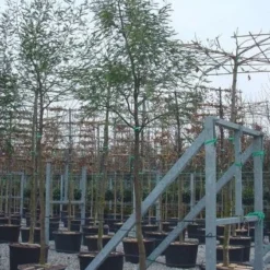 Mimosa Als Boom (Acacia Dealbata) -Aanbiedingen Tuin Verrassing Winkel 20100906111736 6