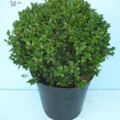 Buxusbol (Buxus Sempervirens, Bolvorm) -Aanbiedingen Tuin Verrassing Winkel 20101207115632 20