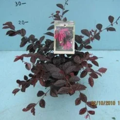 Loropetalum (Loropetalum 'Fire Dance') -Aanbiedingen Tuin Verrassing Winkel 20101207125111 3